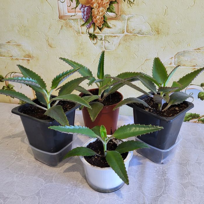 Каланхоэ Дегремона (Каланхоэ лечебный)