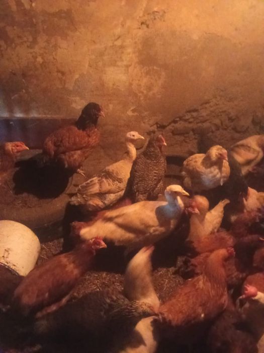 Индюки индюкииииии