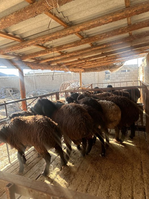 Қошқарлар сатылвды