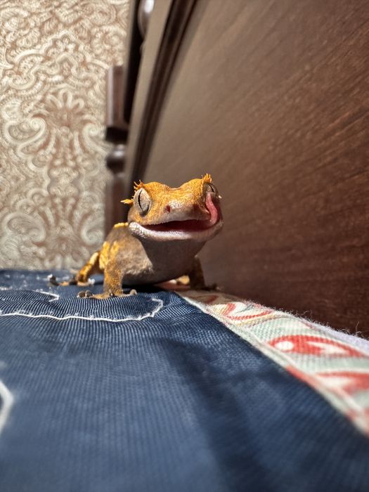 Геккон-бананоед договорная