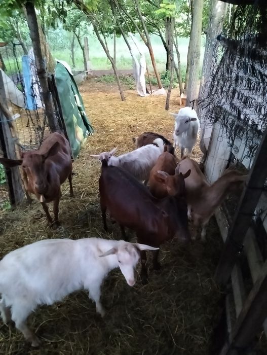 Capre de vânzare cu iezi