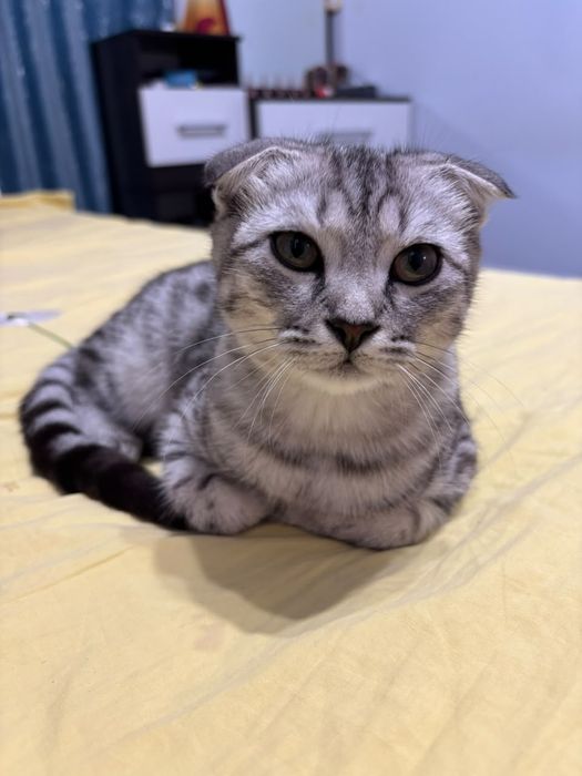 Продам! Мальчик .