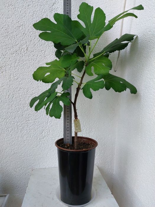 Инжир Сортовые саженцы