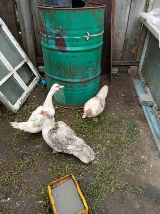 Продам индоуток в городе