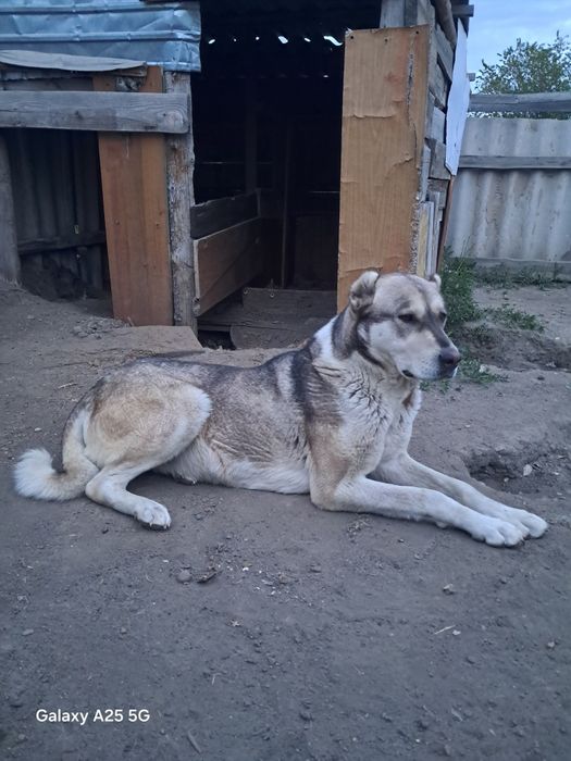 Продам алабай сао