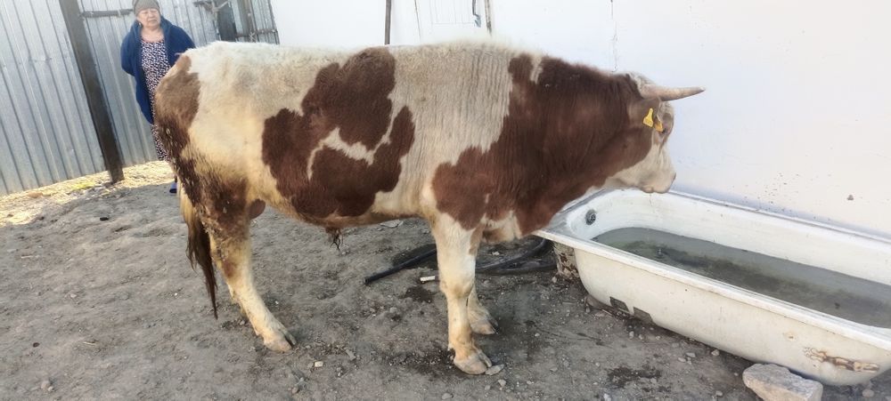Продам Бычков двухгодавалые