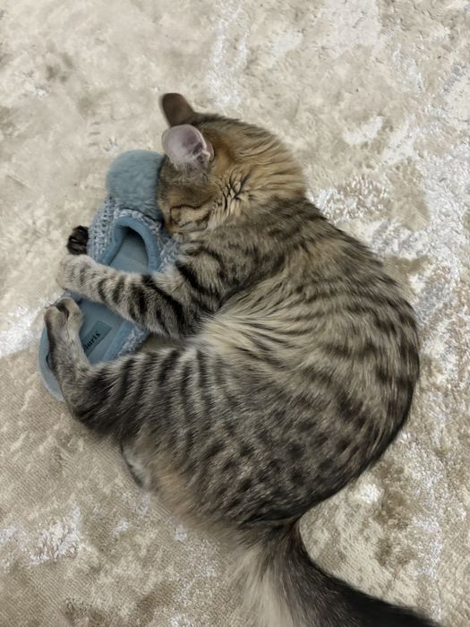 Пропала кошка 24