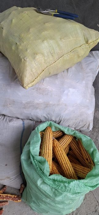 Макка жухори дони сотилади уругликка хам булади