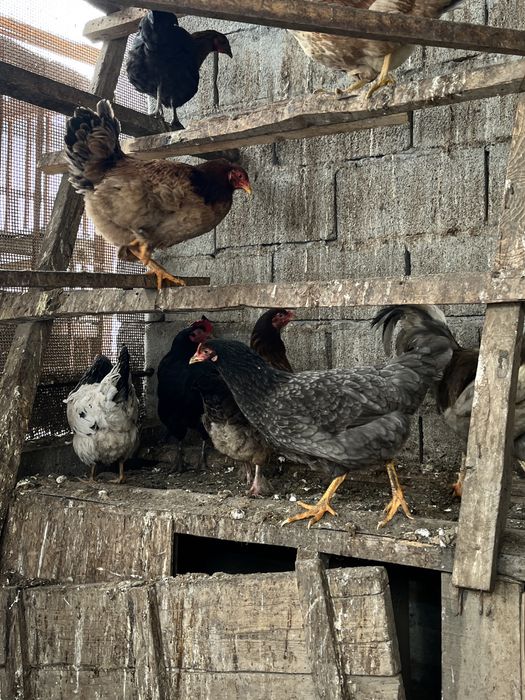 продам домашних кур
