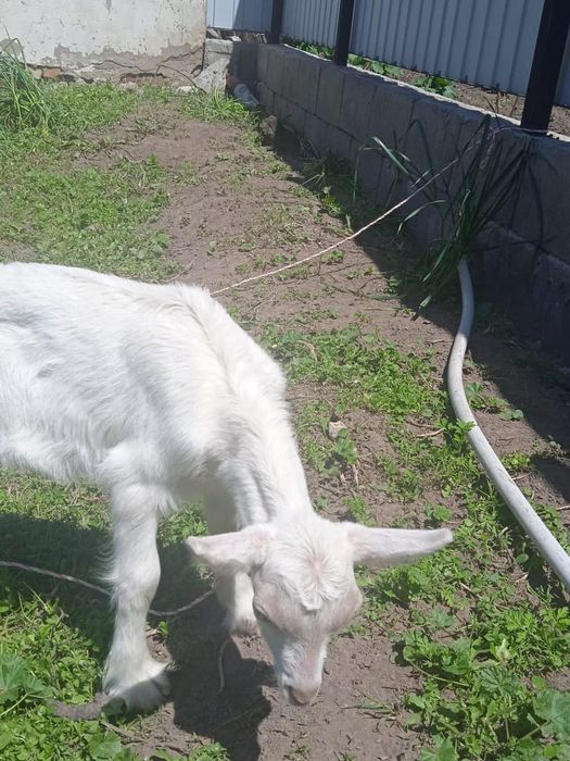 2 лақ сатамын , 2-уі де еркек , 30мыңға сатамын