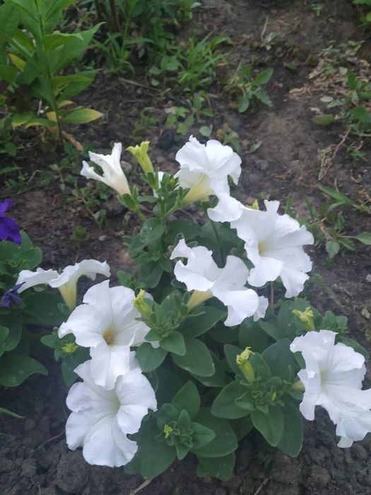 Флоксы многолетние, метельчатые