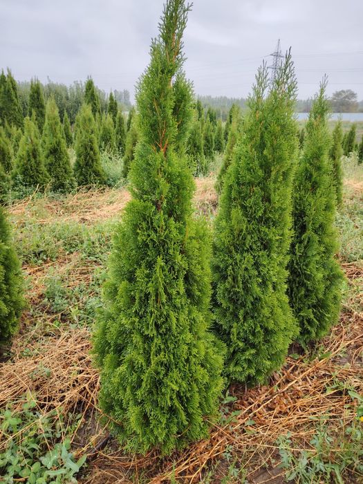 Туя смаракт, Брабант