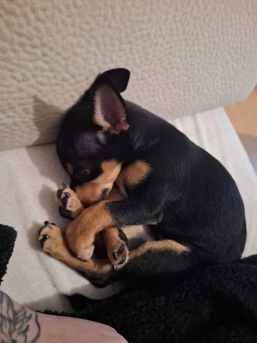 Подарявам Кученце