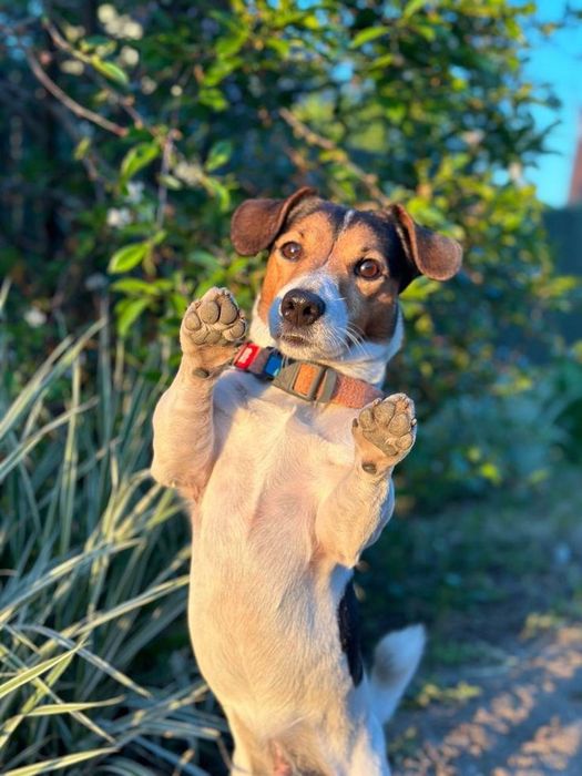 Выгул собак не дорого