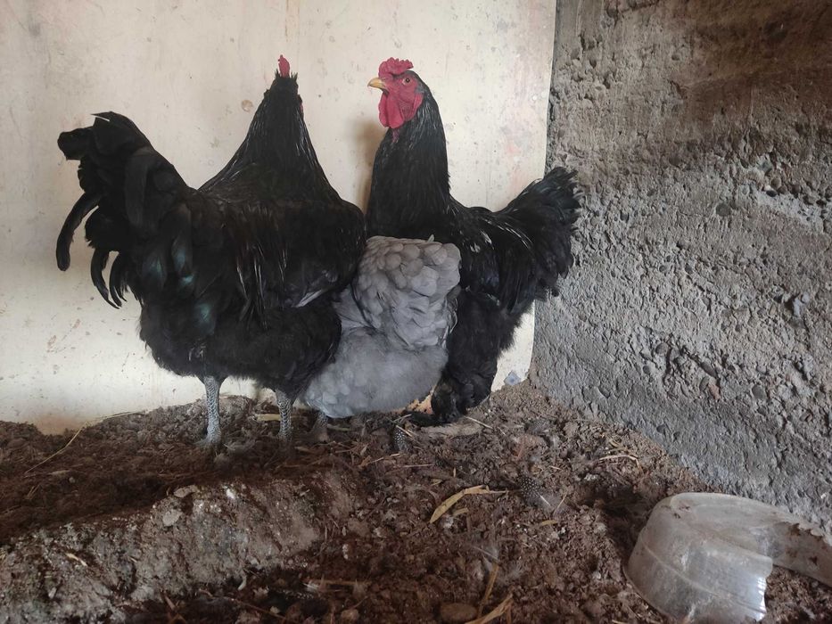 Брамалар ва Джерси гигант