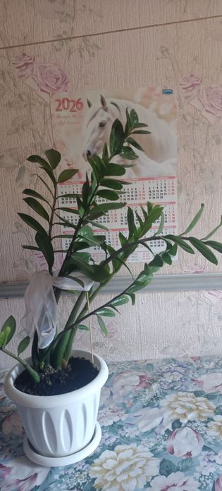 Продам Долоровое дерево большое!