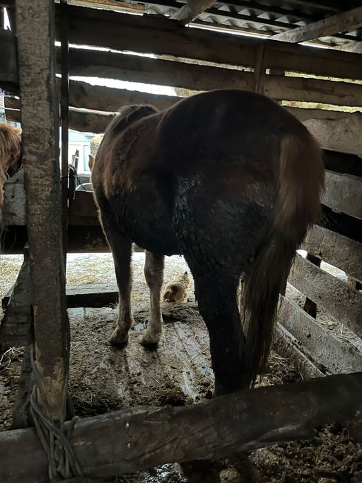 Продам Байталов и Кунанов