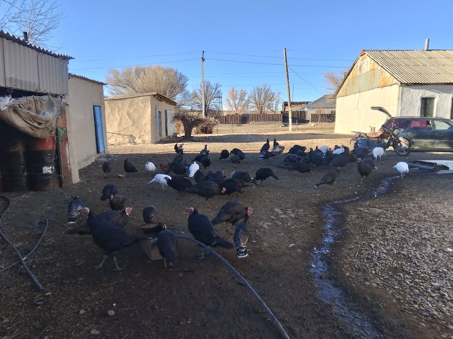 Үндік сатылады 50 бас 35 басы қораз