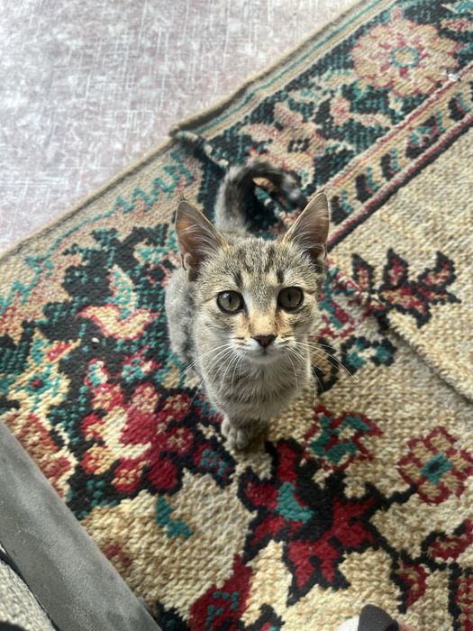 Котенок.