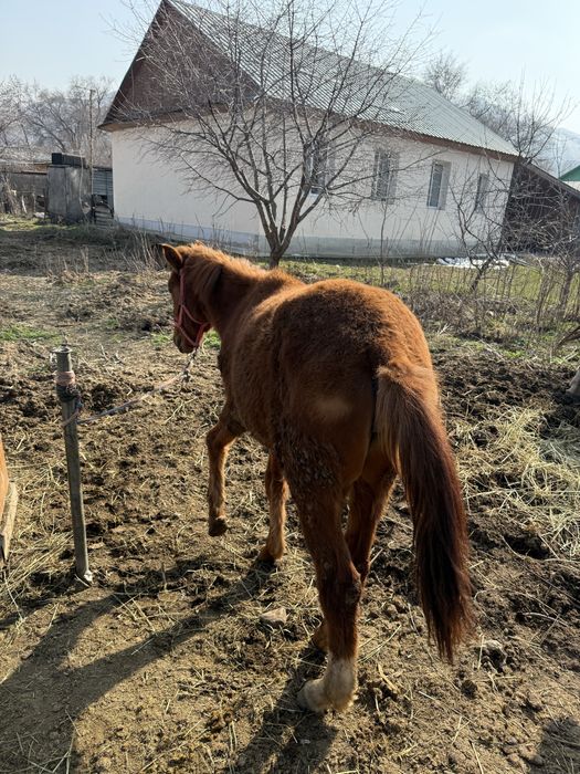 Продам Кобылу вмести с Жеребенком