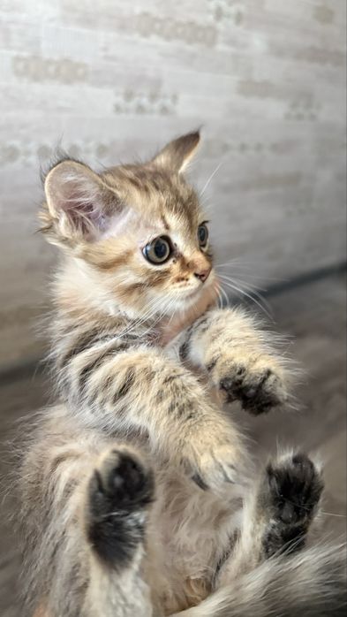 Кошечка 2 месяца