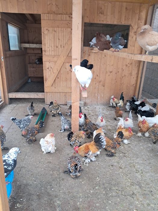 Vând Găinuțe de Rasă Mii de Flori