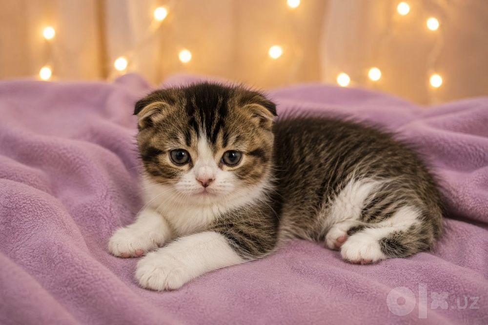 Scottish Fold / Scottish Straight mushukchalari sotiladi