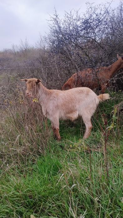Vând capre tinere !
