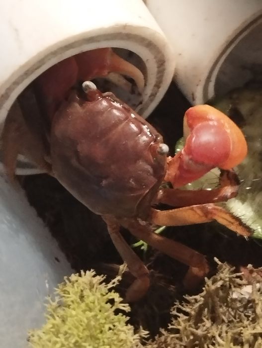 Мангровые  крабы