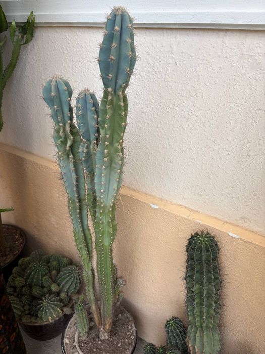 Кактус 4та катта тувакда