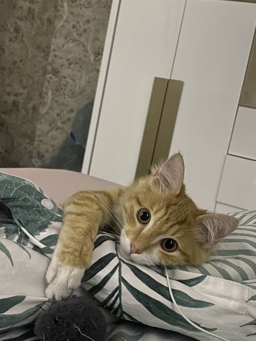 домашние коты 7 месяцев, игривые и добрые.