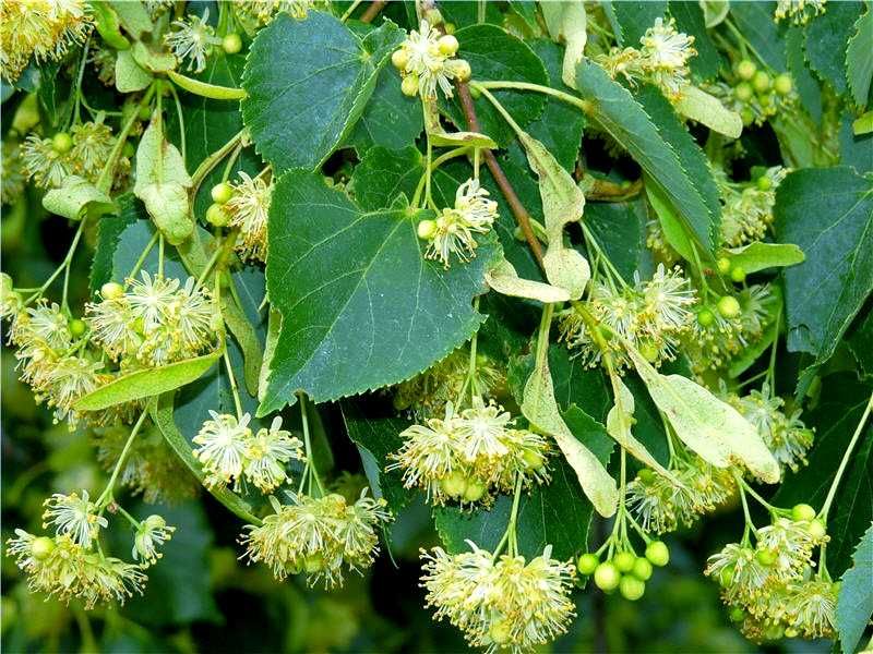 Липа сирень самшит саженцы