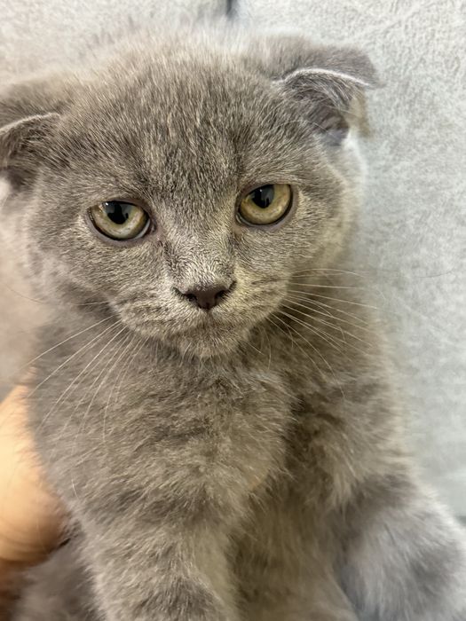 Biritanskiy fold mushugchasi sotiladi