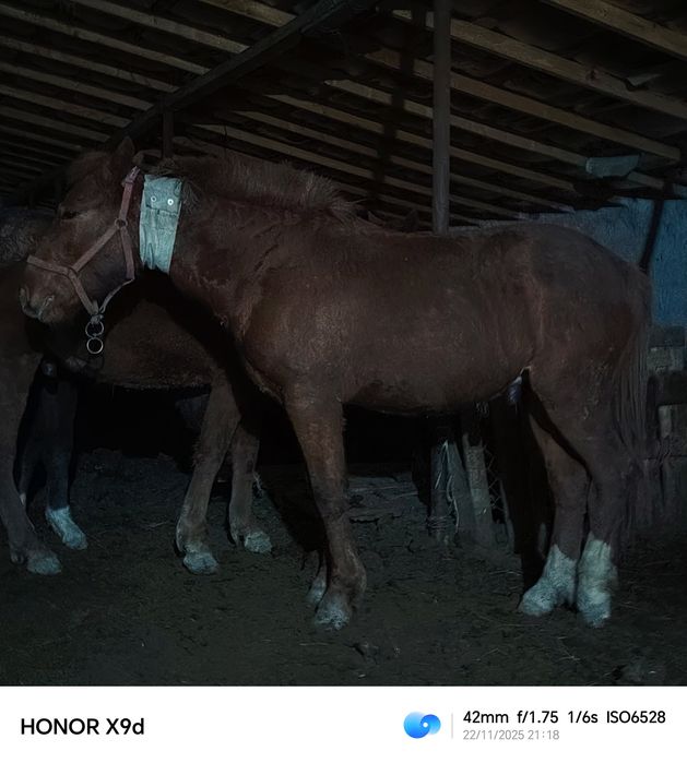 Тай кунан ат жылкы