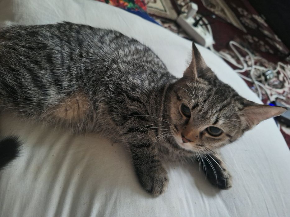 Скотиш страй шиншила болачаси.