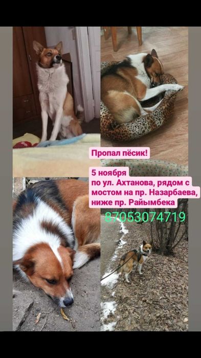 Пропала собака, кобель, пес