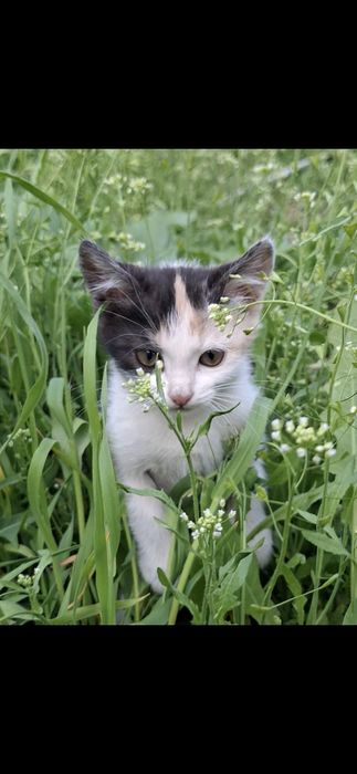 милый котёнок девочка, лоток знает