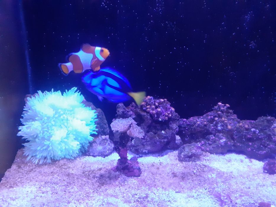 Продам морской аквариум 300 литра