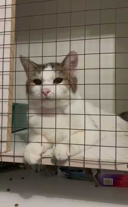 Умный котик ищет дом