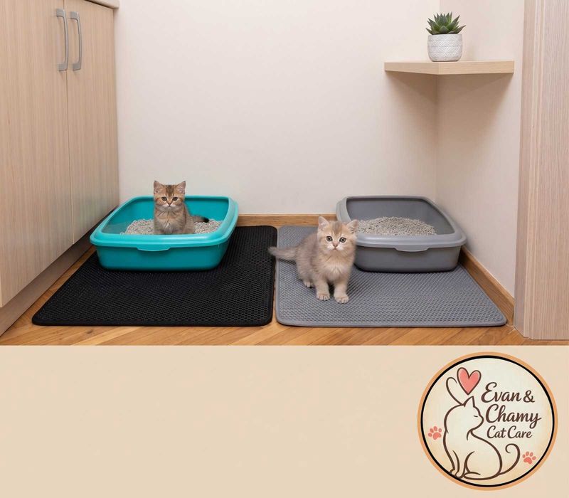Грижа за котки и разходка на кучета на ваш адрес | Evan & Chamy Cat Care