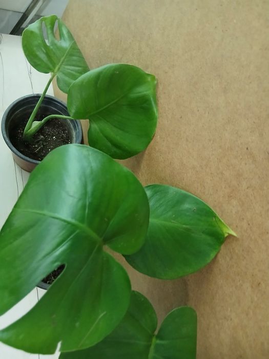 Монстера крупный сорт