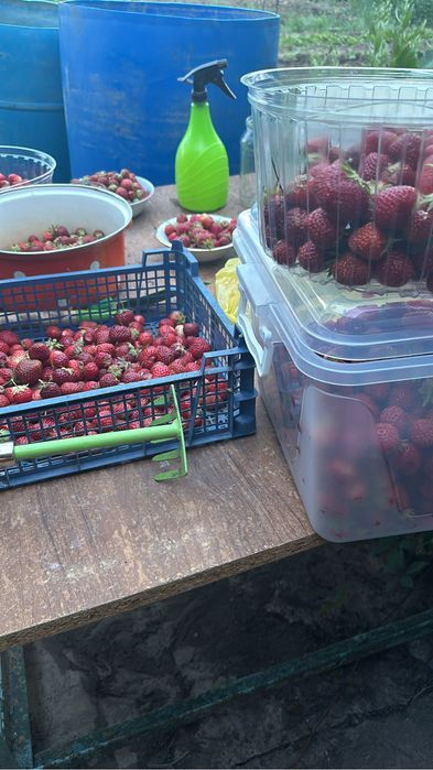 Продам рассаду клубники сорт Азия