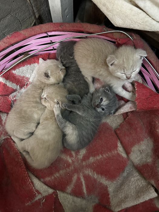 Mushuk scottish fold