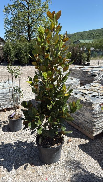 Vand plante ornamentale calitate extra