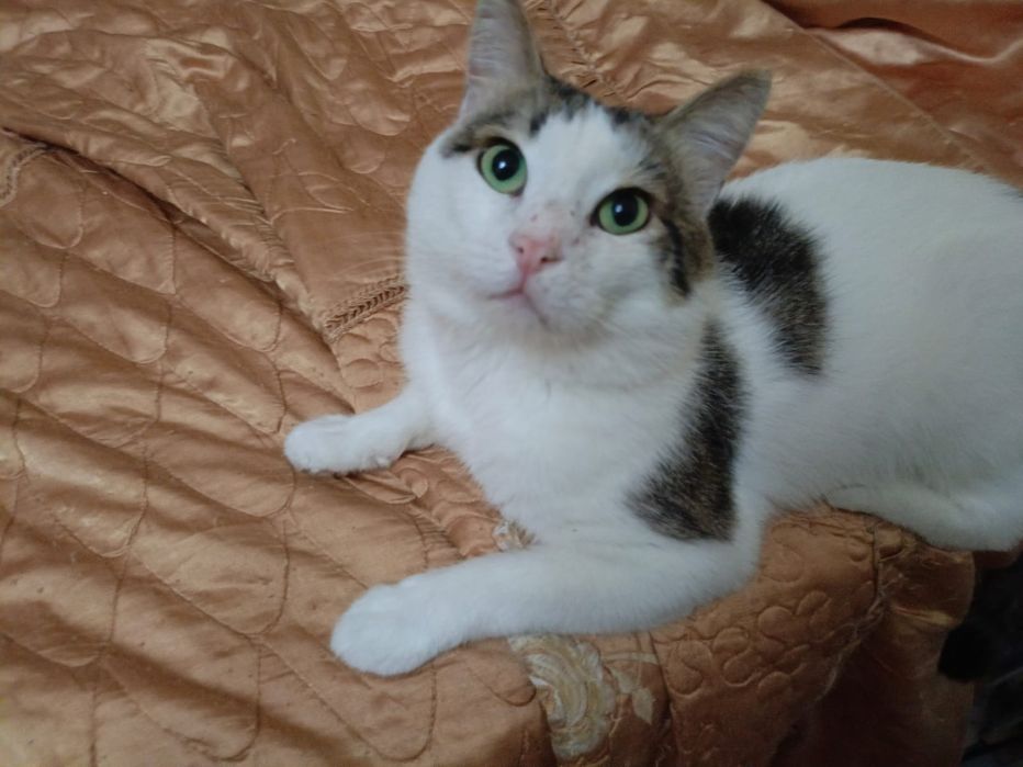 Отдам котов в добрые руки