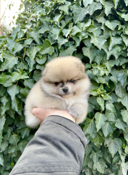 Померан мини момиче. Померанче