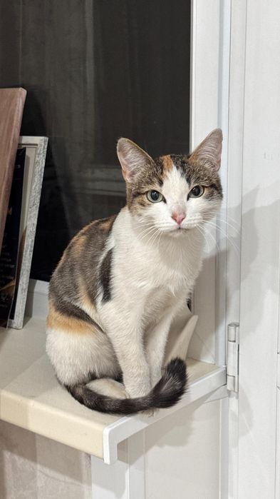 Найдена кошка, трехцветная