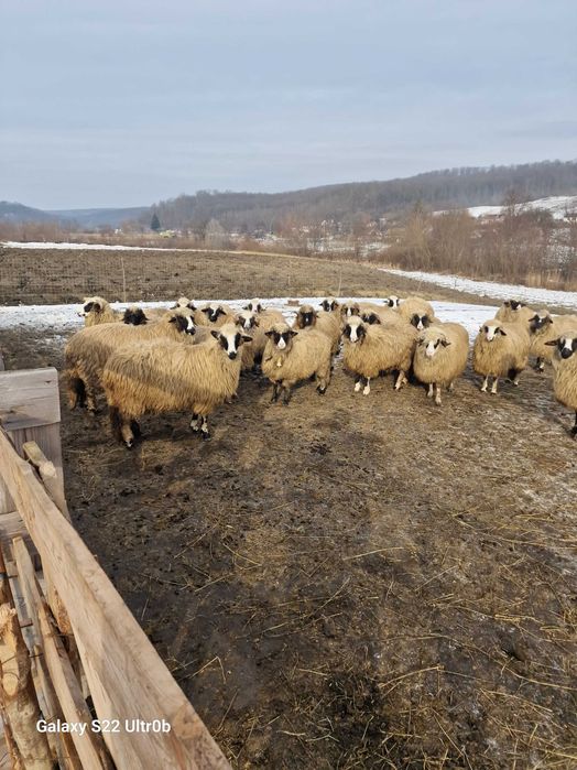 Vand oi bune adulte si carlane  ,bine ingrijite