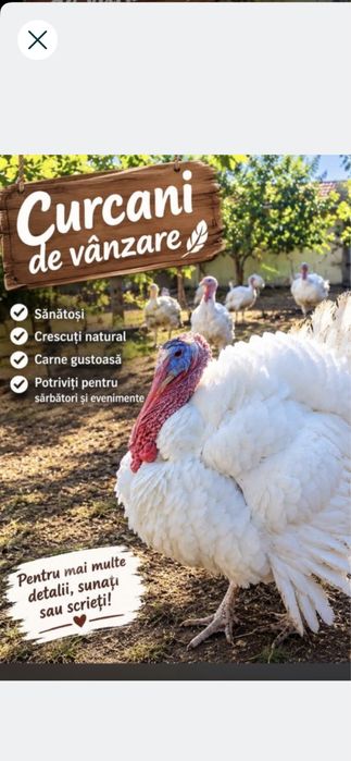 Curcanii de tara