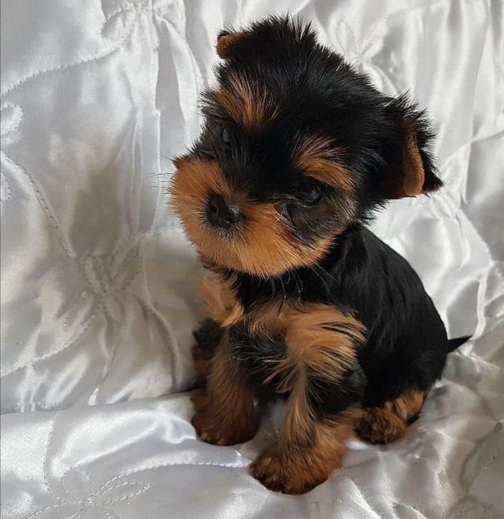 Yorkshire terrier mini cheap toy olx